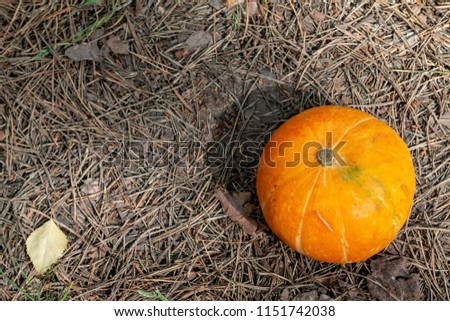 Pumpkin  vegetable with green grass prepared for halloween