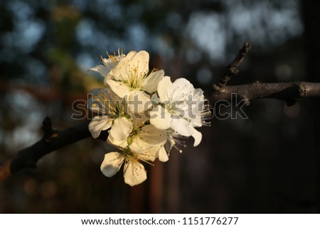 A part of picture is in black and white and second part of picture is in colour. We see a blossom of apple tree on our garden in golden hour