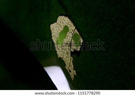 a green leaf which has been eaten, consumed by a caterpillar / lava seen in a home garden in sri lanka
