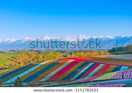Panoramic Flower Gardens Shikisai hill in Biei, Japan.