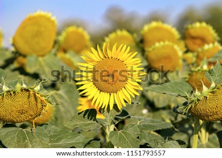 sunflower in the middle of picture