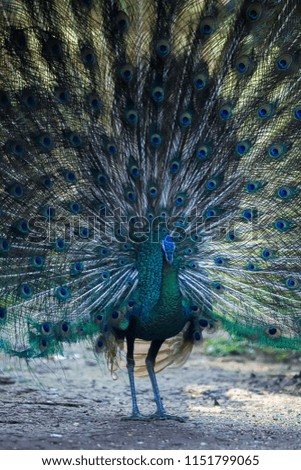 A Beautiful Peacock Spreading Its Feather Out in a Full Display