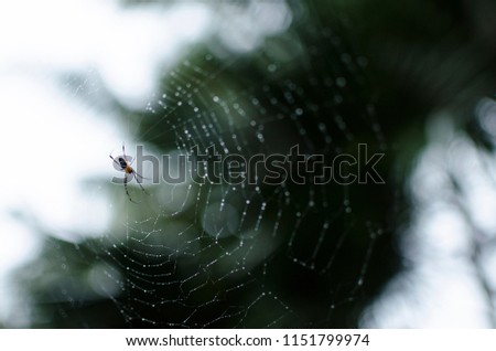 spider web animal