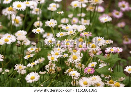 Beautiful field with daisy flower background. Bright chamomiles or camomiles meadow. Summer in the garden.