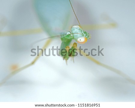 Macro Photography of Head of Praying Mantis Isolated on Background 