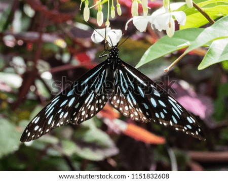 Tropical Butterfly resting on Leaf and Flower