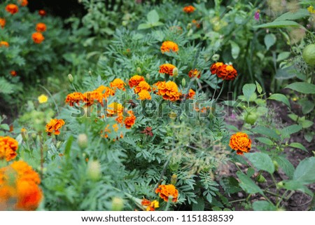 Beautiful yellow tagetes flowers growing in the green home garden. Summer nature photo.