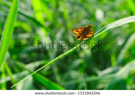 Butterfly picture on green background