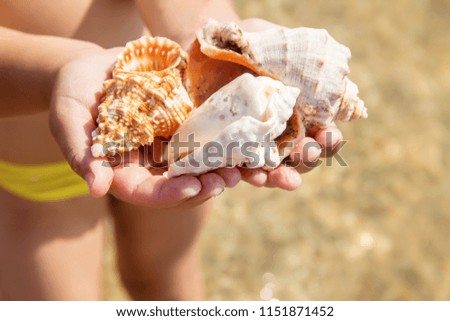 Shells and starfish on the sea. summer photo. selective focus. nature.