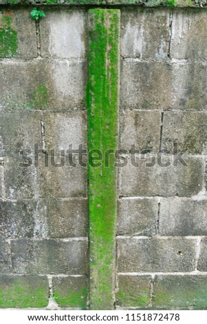 green moss on an old stone wall. Closeup