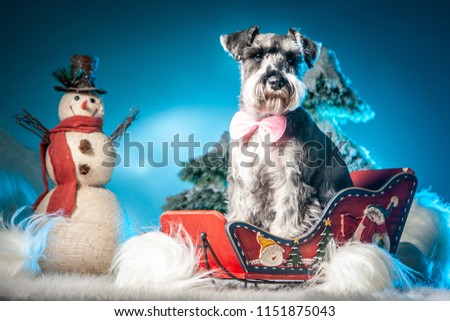 The dog sits in sleds. A dog and a snowman. Terrier. Dog in the snow.