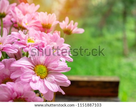 Beautiful blooming pink and yellow daisy flowers with water drop after raining on green nature background with copy space.