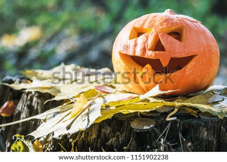 pumpkin lantern Jack carved for the holiday of Halloween on a stump with autumn foliage