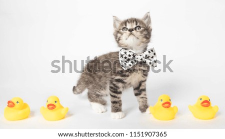 Kitten with ducks