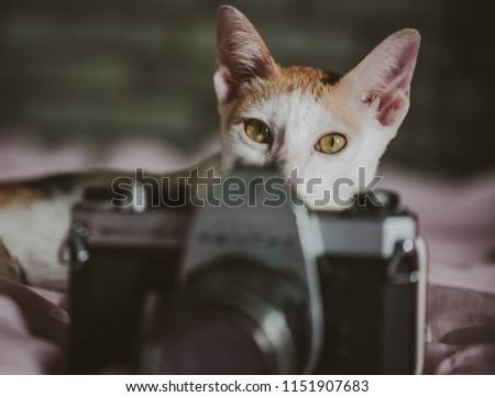 Cat take a photo (Picture put grain vintage)