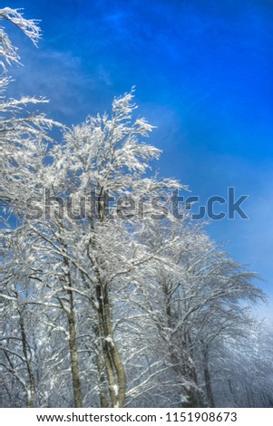 View of a snowy forest on a sunny day