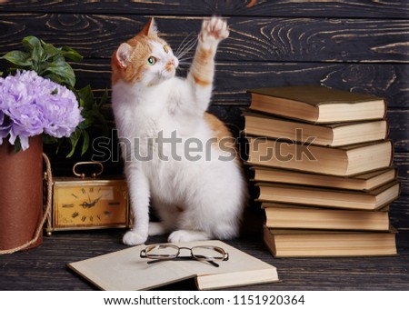A cat in the library reads a book. The cat is sitting in an open book