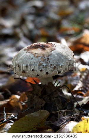 Young parasol mushroom (Macrolepiota procera or Lepiota procera) growing in forest with dry leaves at sun autumn day.