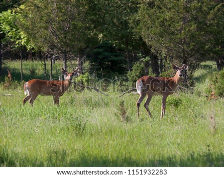 Two White-tailed deer buck with velvet antlers in springtime meadow in Canada