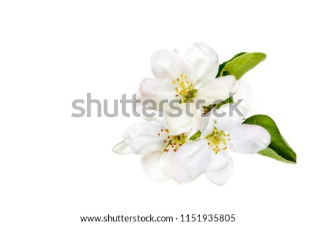 Beautiful white flowers isolated on white background. Floral wallpaper.