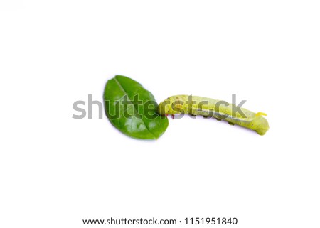 Green butterfly worm walking on the white floor with a leaf