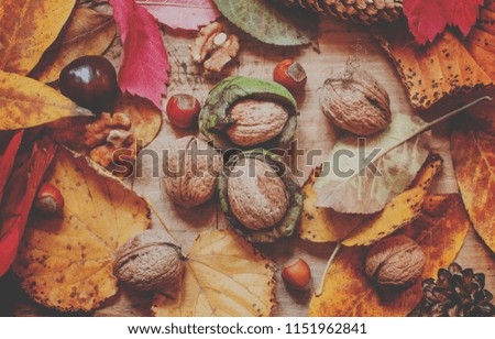 Autumn background with nuts and red and yellow leaves, selective focus  and toned image