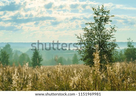A beautiful natural landscape of morning mist, hills, birches and down of fireweed, Moscow region, Russia