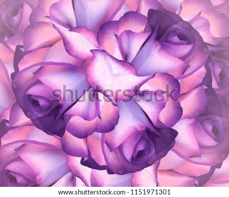 Floral  bright background. Purple-pink-blue floral background of roses. Nature.