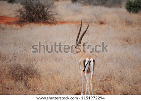 Picture of an antelope in the middle of the savanna desert in kenya.