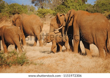 Elephant herd with baby in the middle.
