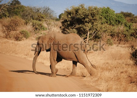 Picture of an elephant crossing a street in the savanna desert.