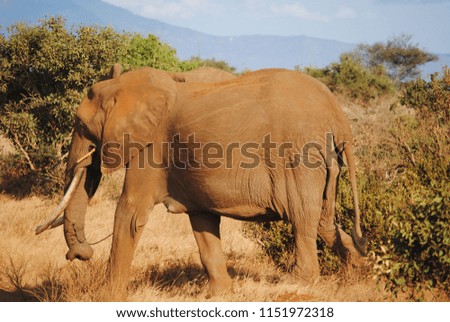 Side view of an elephant in the savanna desert in kenya.