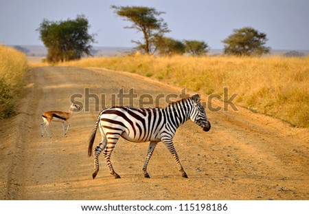 Young Zebra crossing road with Antelope on Safari in Serengeti National Park during sunrise