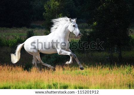 White Andalusian horse (Pura Raza Espanola) runs gallop in summer time Royalty-Free Stock Photo #115201912