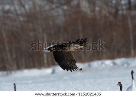 White-tailed eagle flying to the wintering spot of Hokkaido