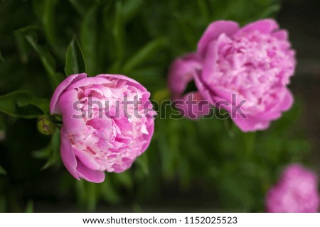 Pink peonies in the garden. Blooming pink peony. Closeup of beautiful pink Peonie flower.