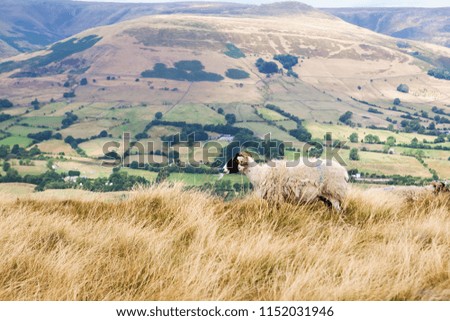 Peak District National Park in Derbyshire, England. sheep in Mam Tor with the view of the fields and pastures, selective focus