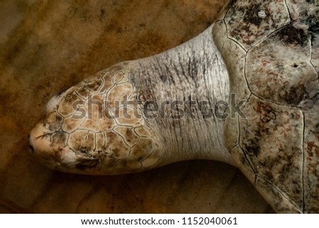 Sea turtle in Sri Lanka