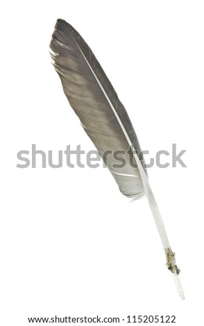 goose feather isolated on a white background