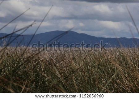 Reeds growing in the swampy shore of the Titicaca sea in Peru, with the Andes mountains in the background.