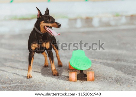 cute Miniature Pinscher dog looking at the left side stands with skateboard and showing his tongue with a white stroke on a grey background in a horizontal image spot for text