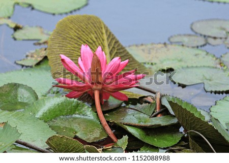 beautiful pink waterlily or lotus flower in pond

