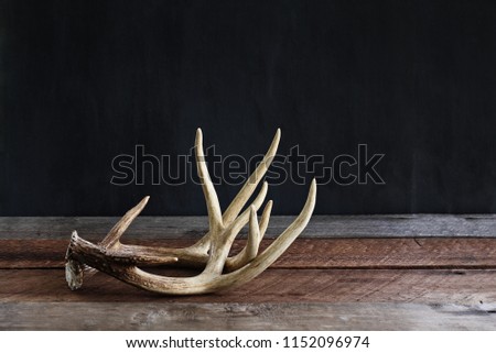 A pair of real white tail deer antlers over a rustic wooden table against a black background used by hunters when hunting to rattle in other large bucks. Free space for text.