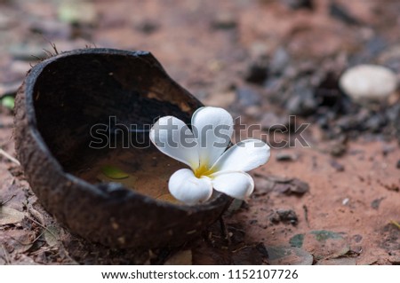 Plumeria fall into the coconut shell and there is water inside. English name: Plumeria, Frangipani, Temple Tree. Scientific name: Plumeria spp. Concept of picture is that time can change everything.