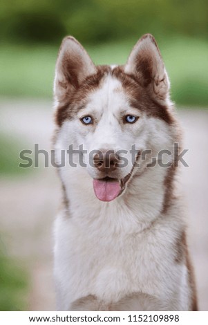 Portrait of a charismatic red Siberian husky on a background of green grass