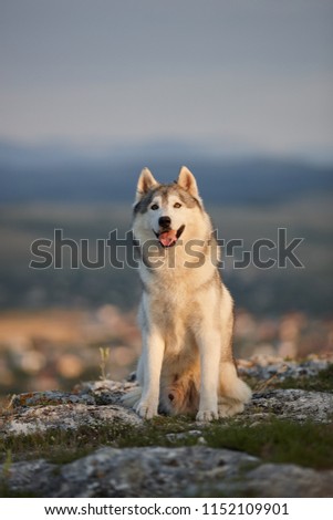 The magnificent gray Siberian husky sits on a rock in the Crimean mountains against the backdrop of the forest and mountains. A dog on a natural background.