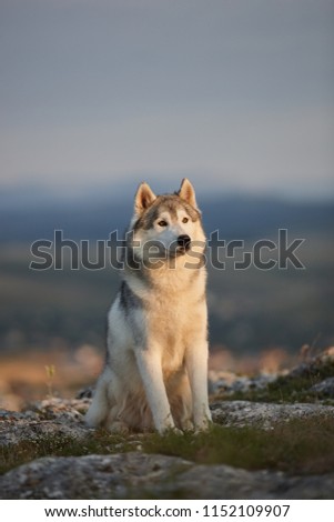 The magnificent gray Siberian husky sits on a rock in the Crimean mountains against the backdrop of the forest and mountains. A dog on a natural background.