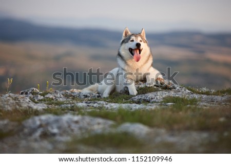 The magnificent gray Siberian Husky lies on a rock in the Crimean mountains against the backdrop of the forest and mountains. A dog on a natural background.