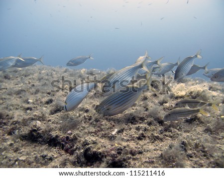 A school of Salema Fish