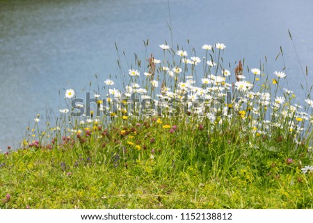 Beautiful marguerites and other wildflowers on bank of pure lake in Alps, Austria, peaceful meditation romantic love, concept